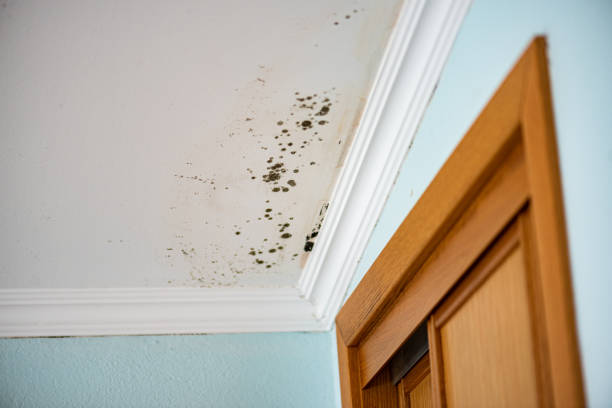 Best Mold Removal Specialists  in Oxford, AL