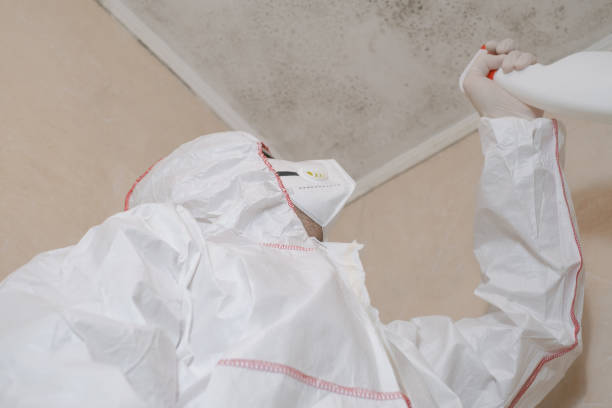 Trusted Oxford, AL Mold Removal Experts