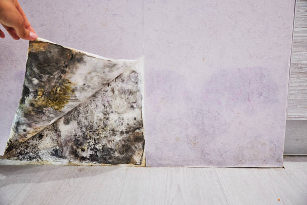 Best Commercial Mold Removal  in Oxford, AL